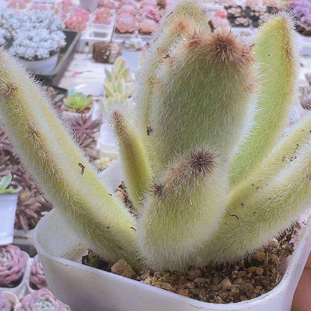 大耳朵兔19包邮多肉