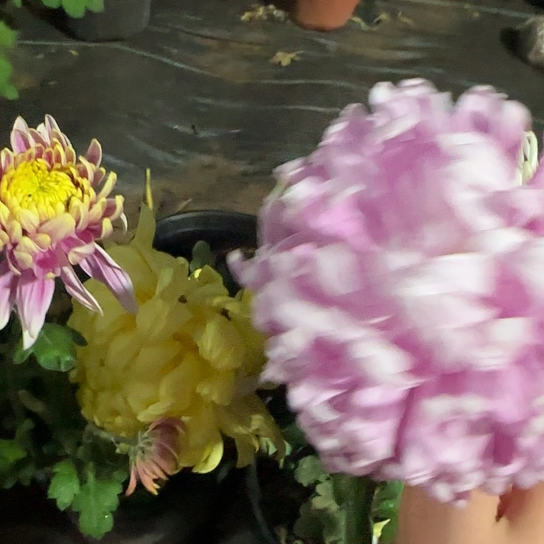 全部花朵J99999999