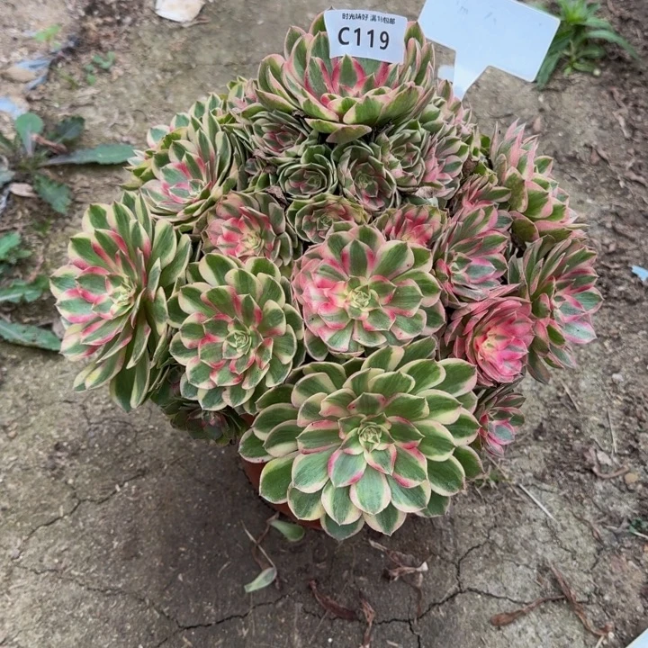 119瑶光。多肉植物
