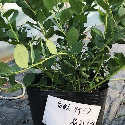 自*人4859，花香25大钵