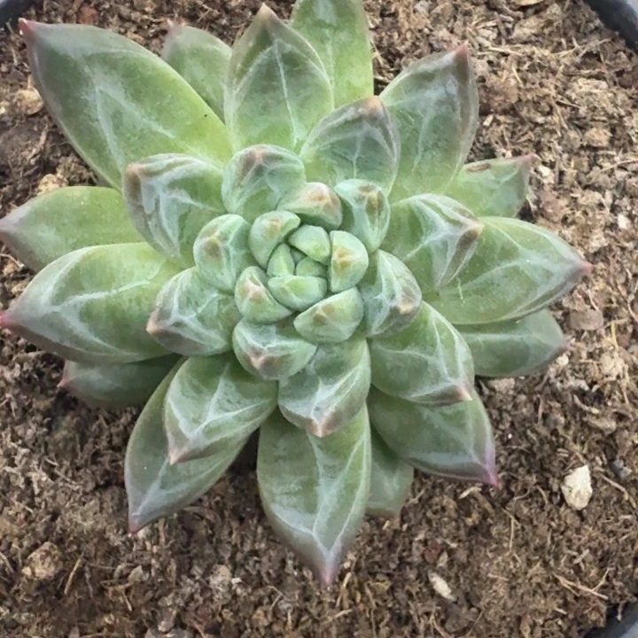 美人杂交 一物一拍