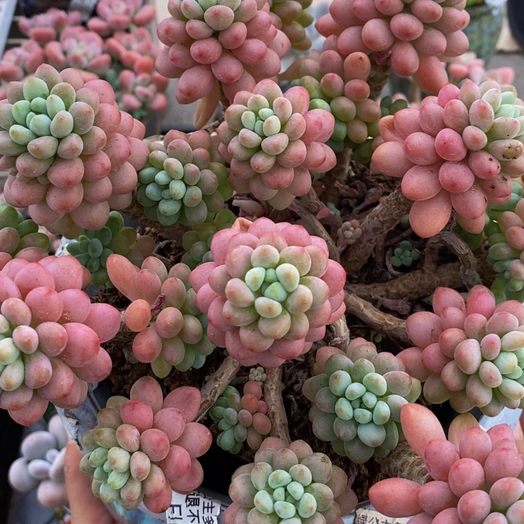 1005鱼子酱20cm多肉