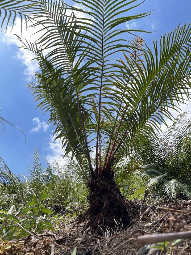 乌金毛蕨绿植适合室内外客厅阳台庭院种植