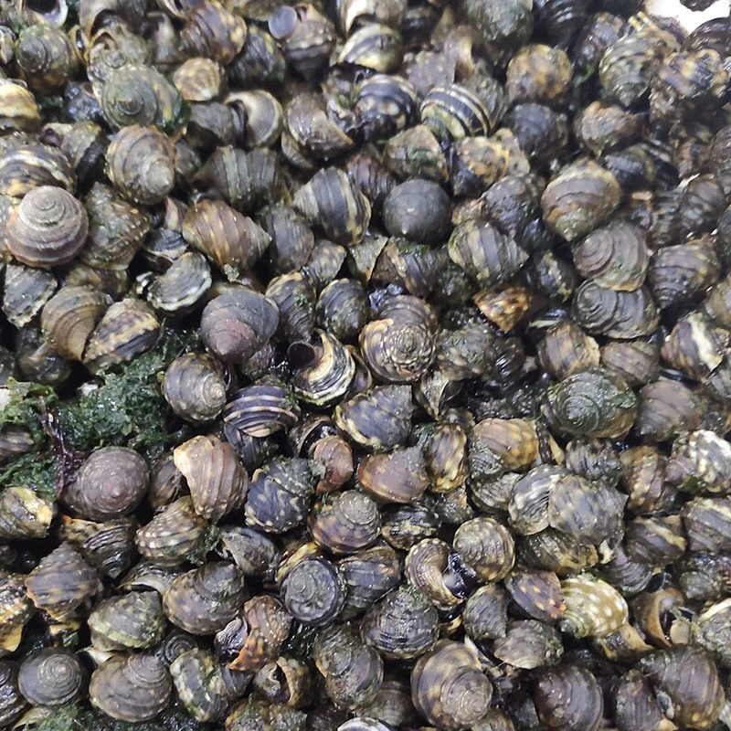 渤海湾新鲜香波螺野生海货好吃的晒不死小海螺海螺海鲜黄蚬子