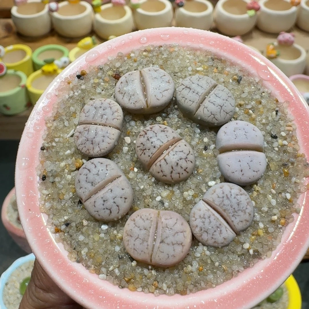 蘑菇1329粉荒玉多肉植物