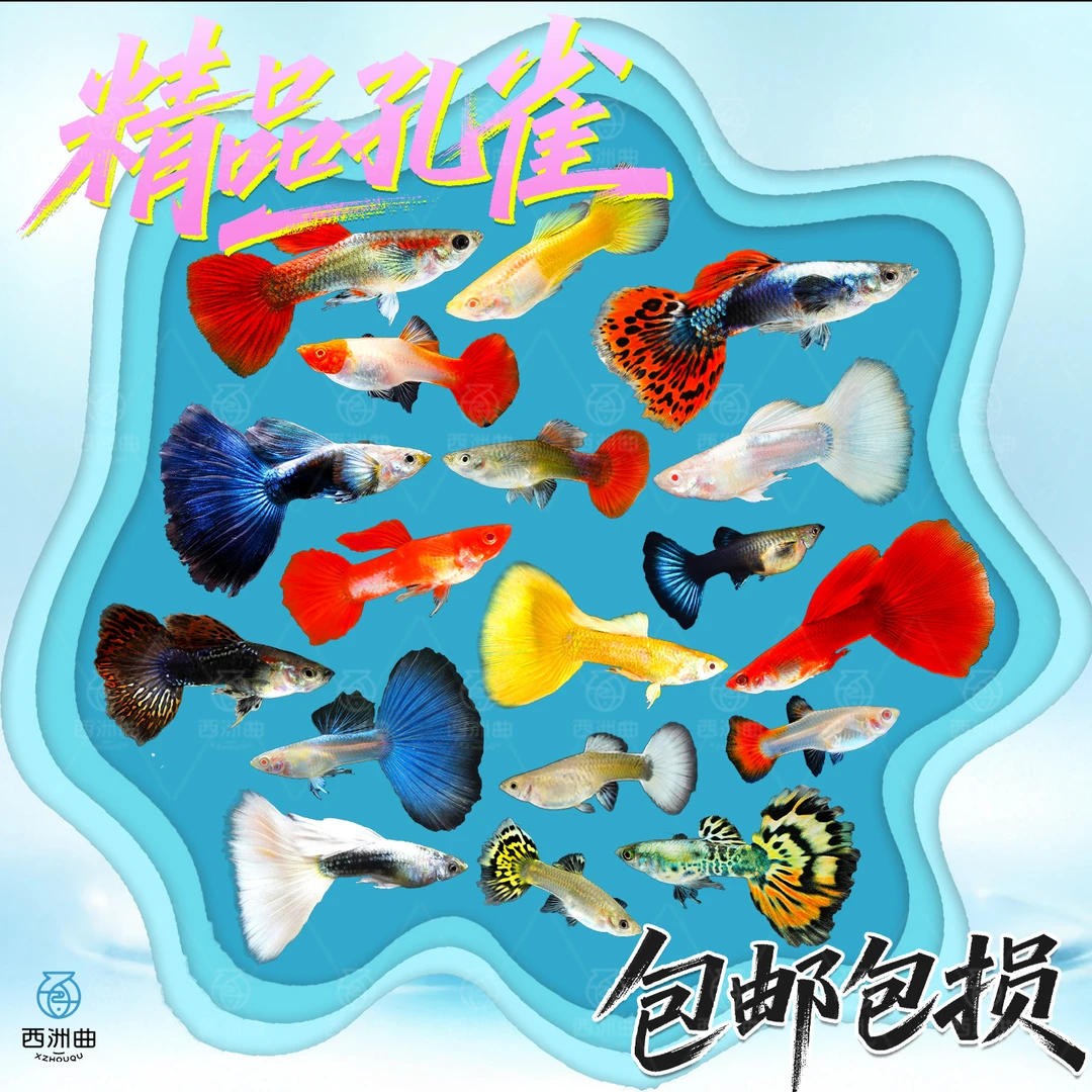 热带观赏孔雀鱼杂袍凤尾小型淡水鱼好养耐活新手练手好繁殖