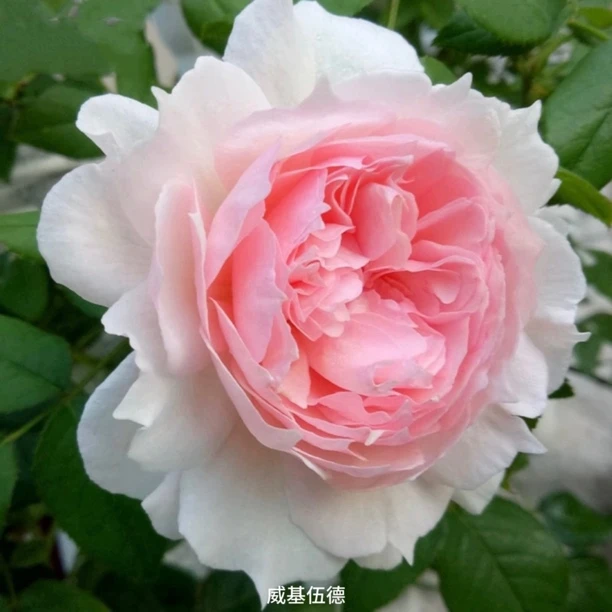 【威基伍德】粉白色大花浓香丰花勤花扦插盆栽月季！