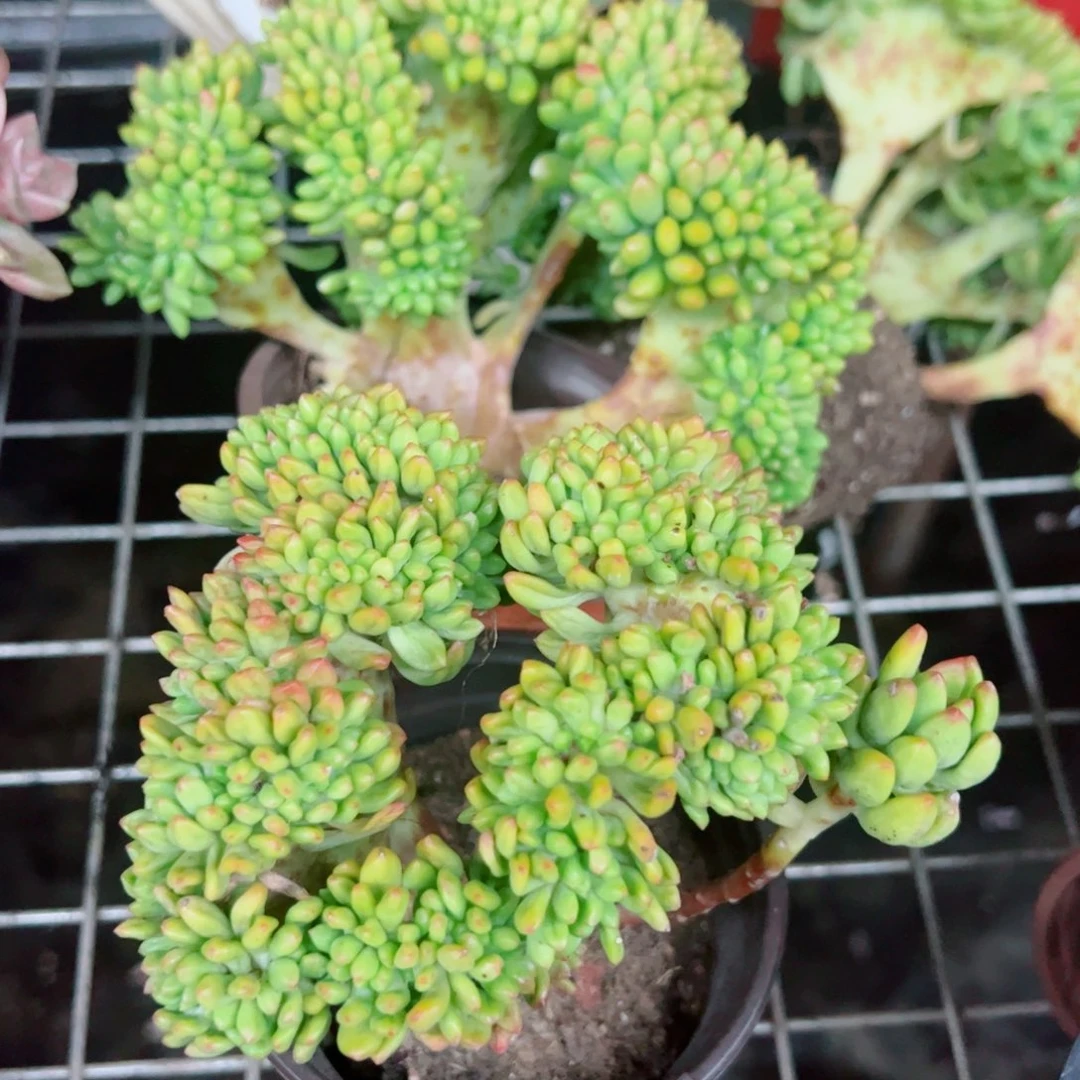 春萌缀整装整群两盆