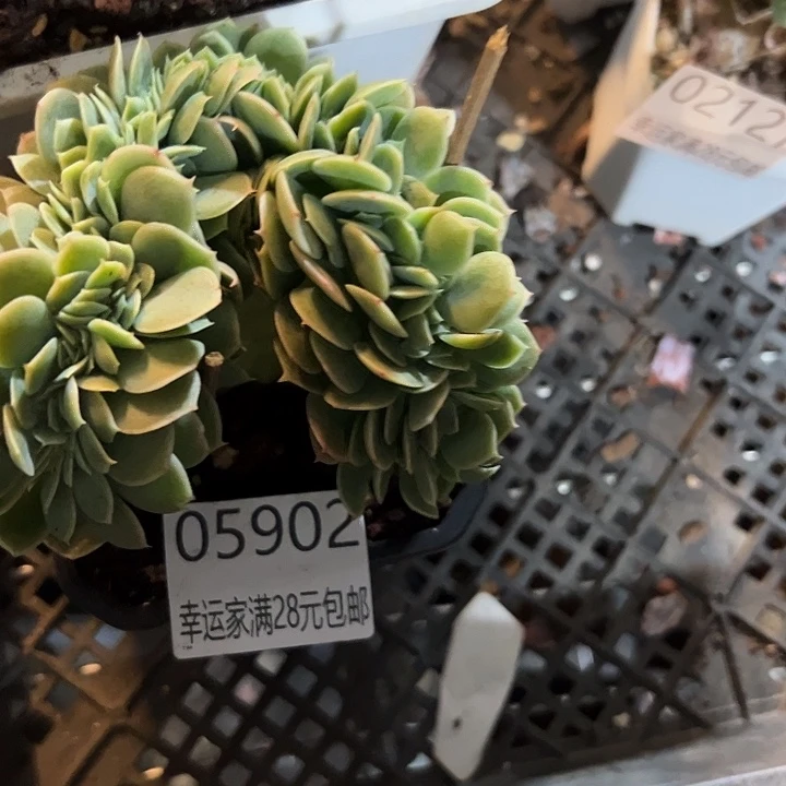 幸运的是我还没遇到过这样