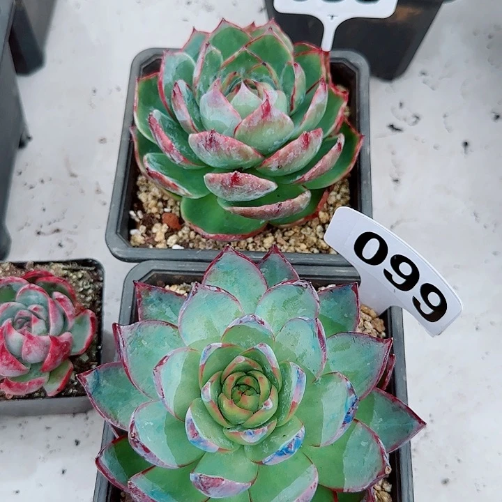 睿****y惊鸿仙子多肉植物099 038