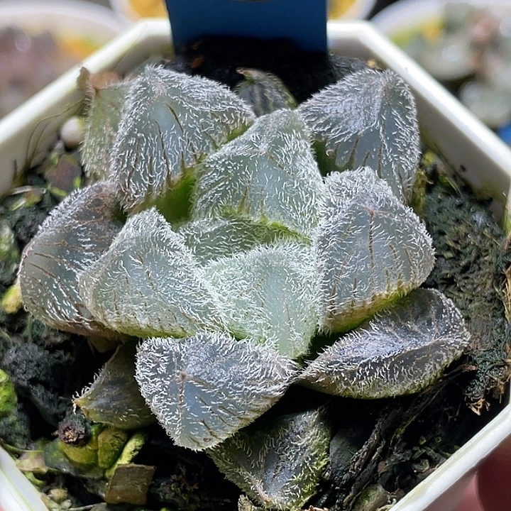 515巨大梦露特选福利