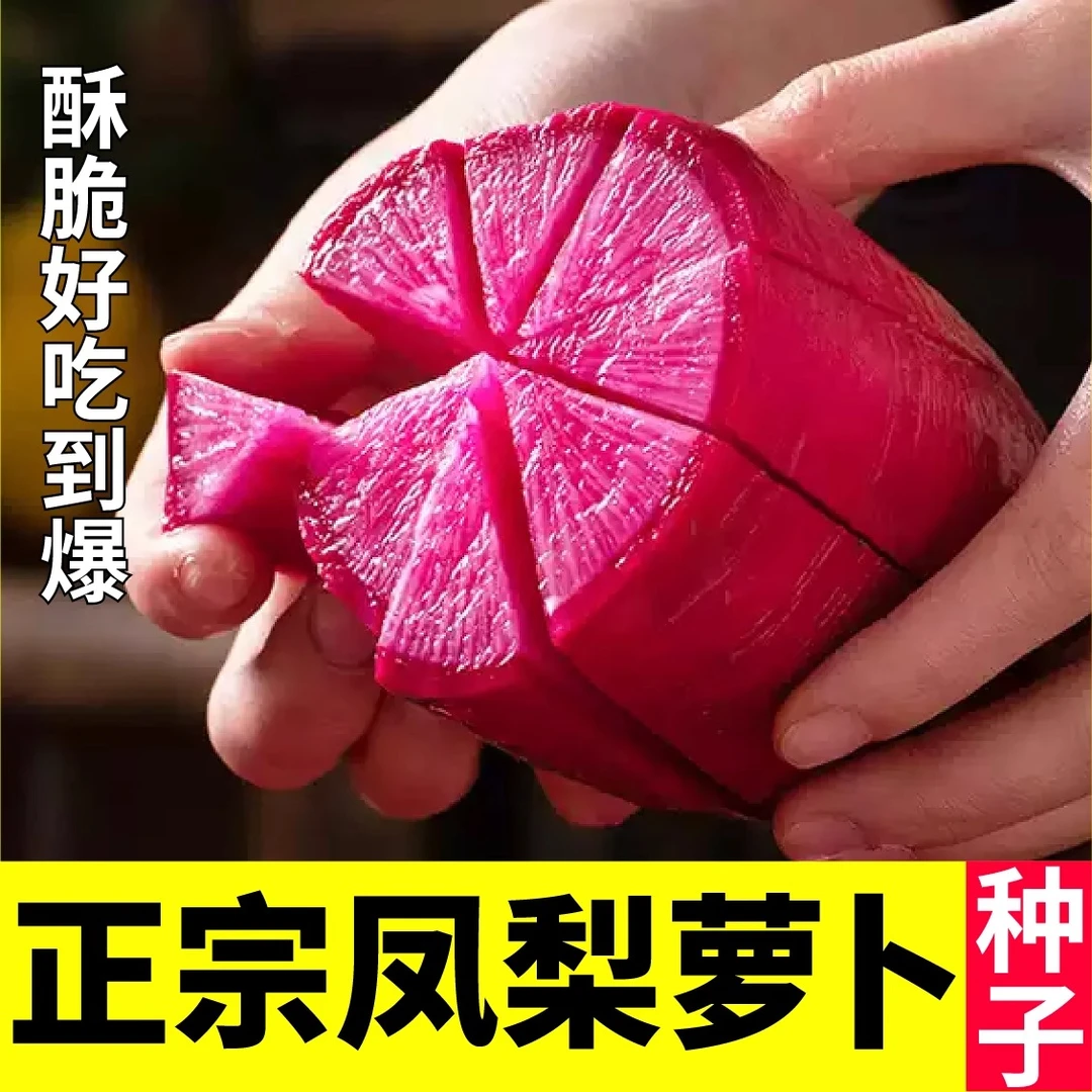 凤梨红心水果萝卜种子高产生吃满堂红心里美春秋夏季四季蔬菜种籽