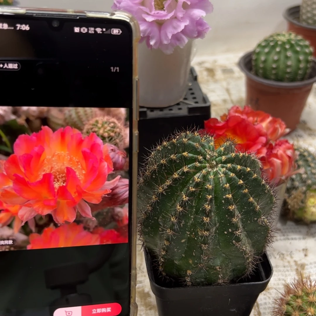 群魔乱舞大侧芽歪20