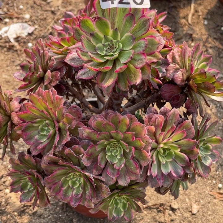 420多肉植物粉黛