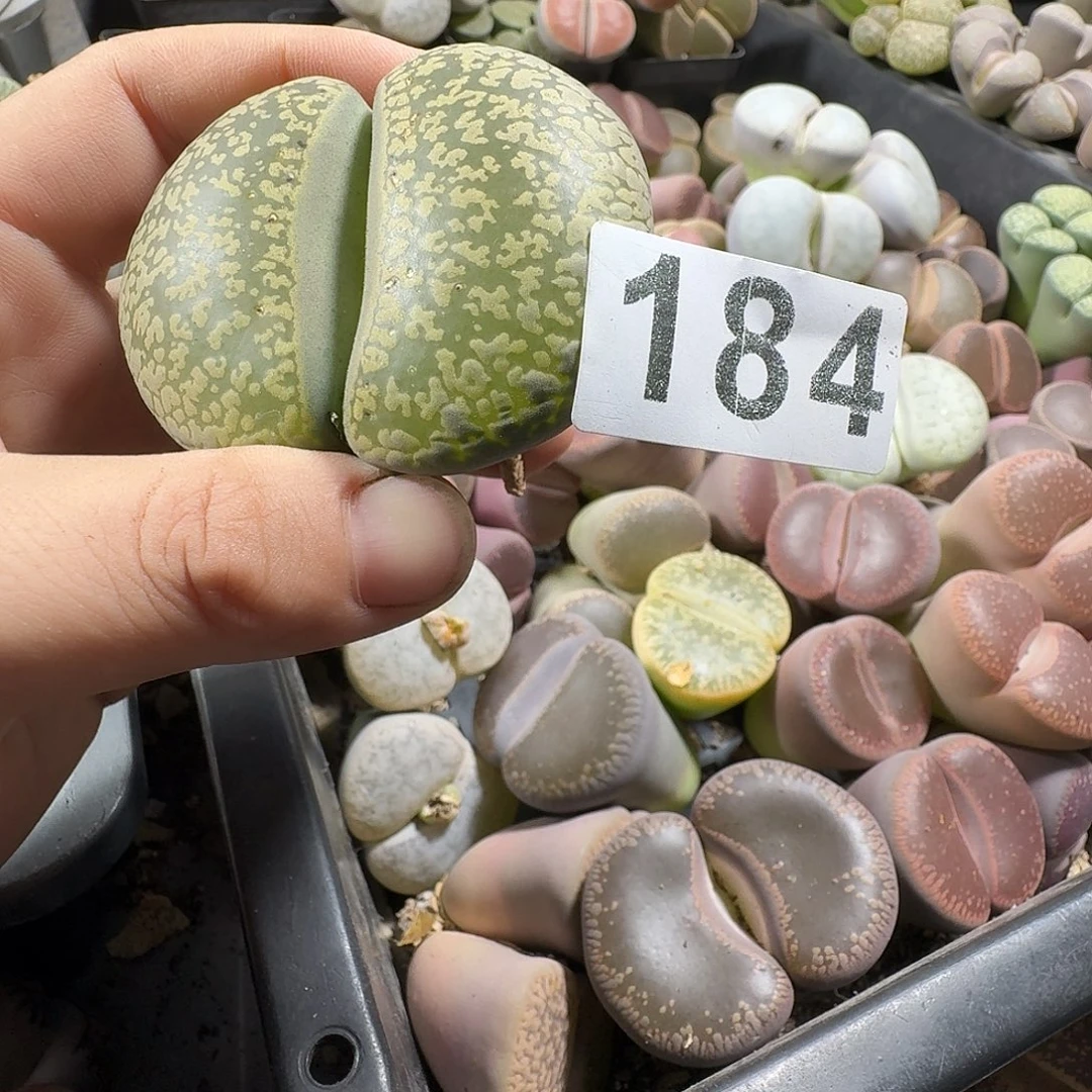 生石花一物一拍184