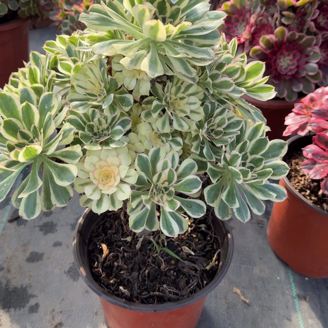 529多肉植物白兰地