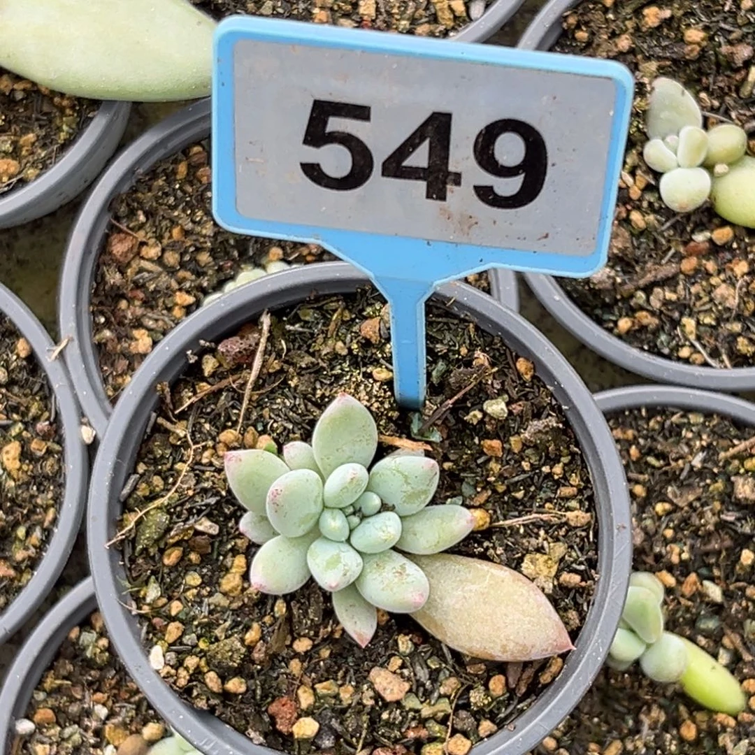 多肉植物人鱼公主549