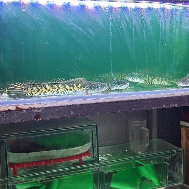 雷龙鱼黄金眼镜蛇雷龙鱼