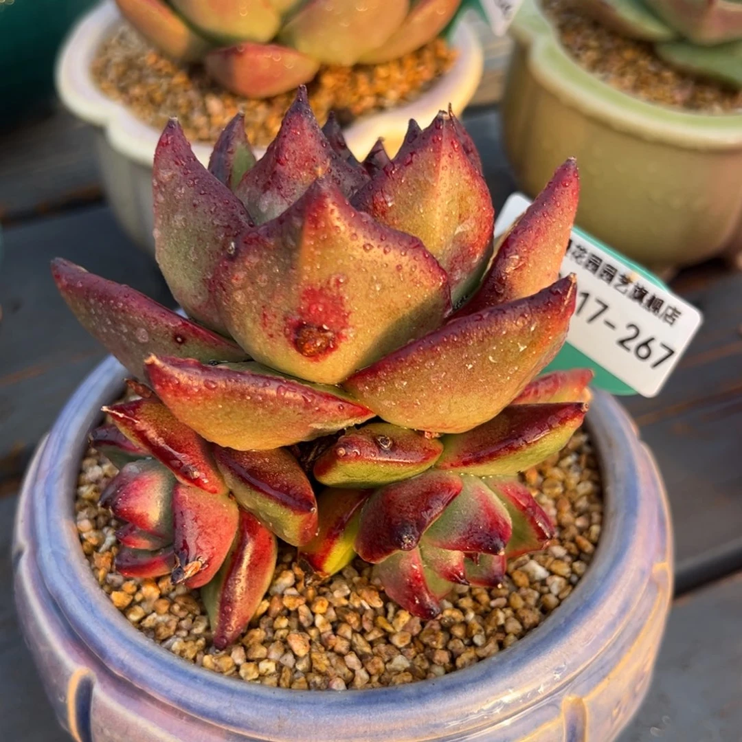 从前慢多肉精选编号0217.267