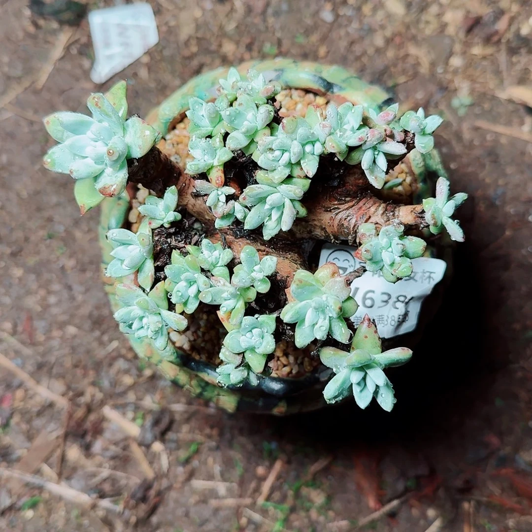 6388刘丹拇指杂仙女杯多肉