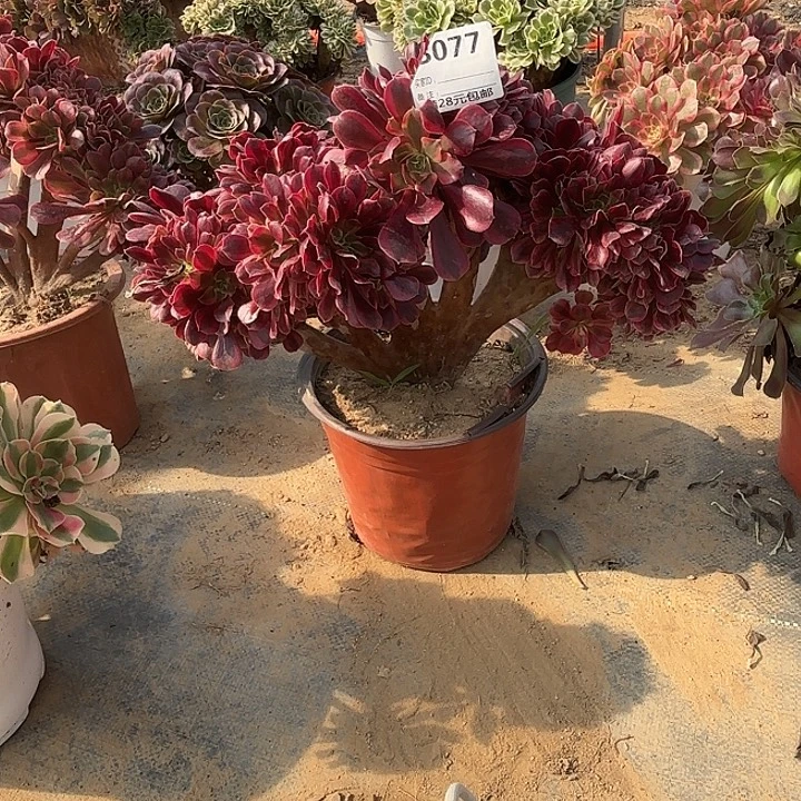 元***子077美杜莎缀多肉植物