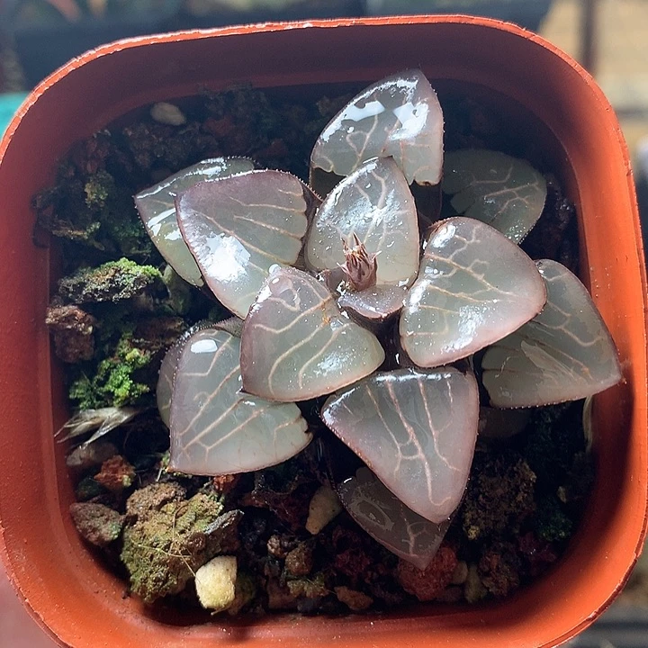 天池女神一物一拍