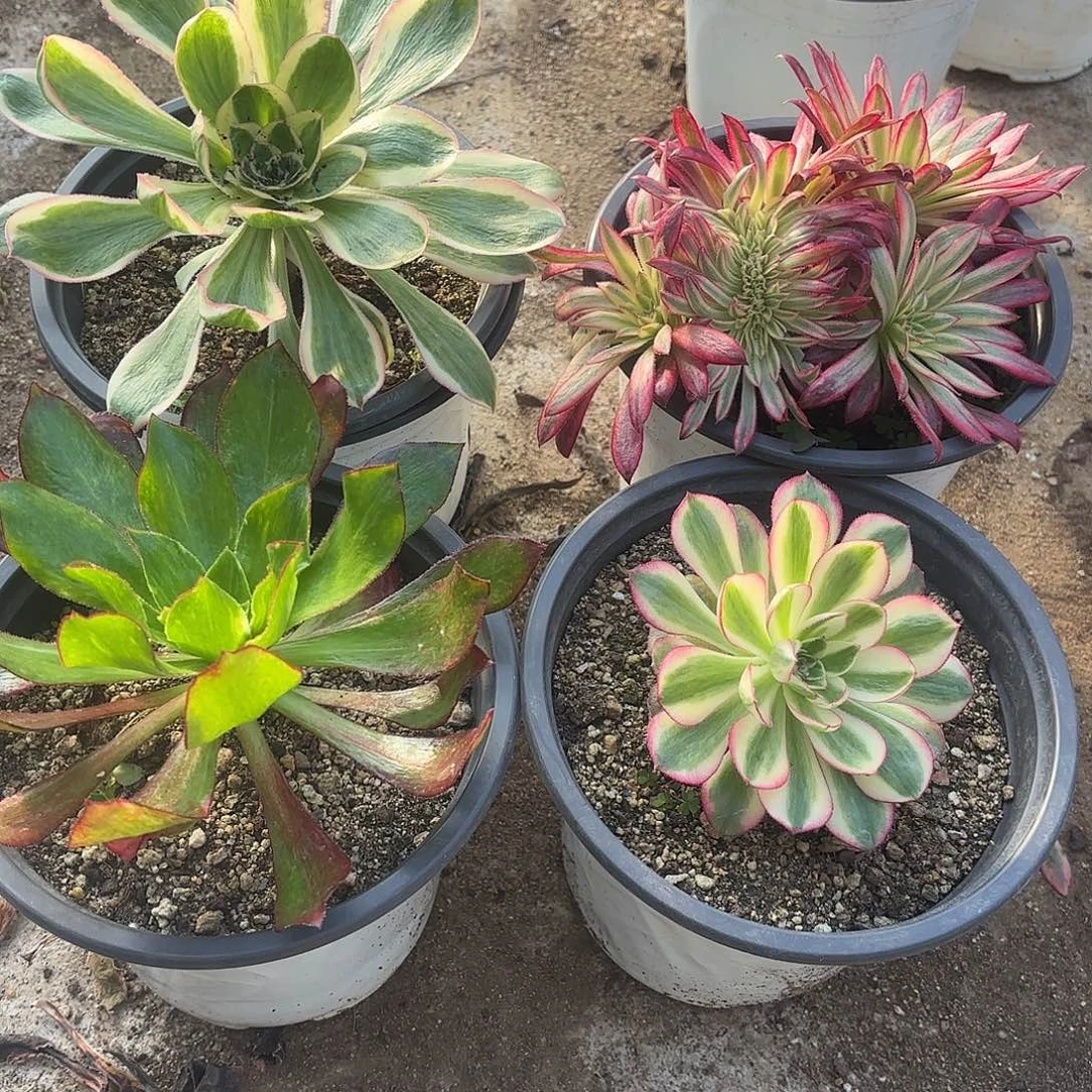 四颗多肉植物163-167