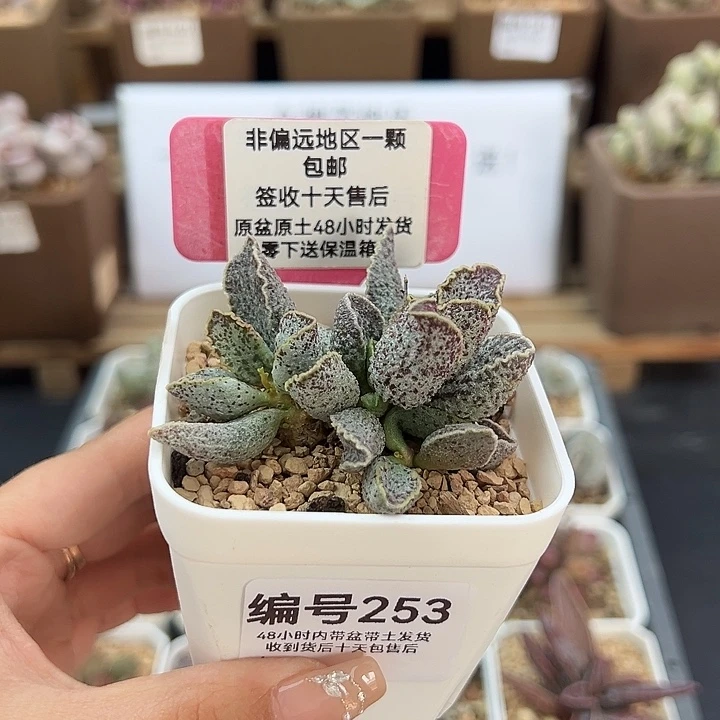 253草莓多肉植物
