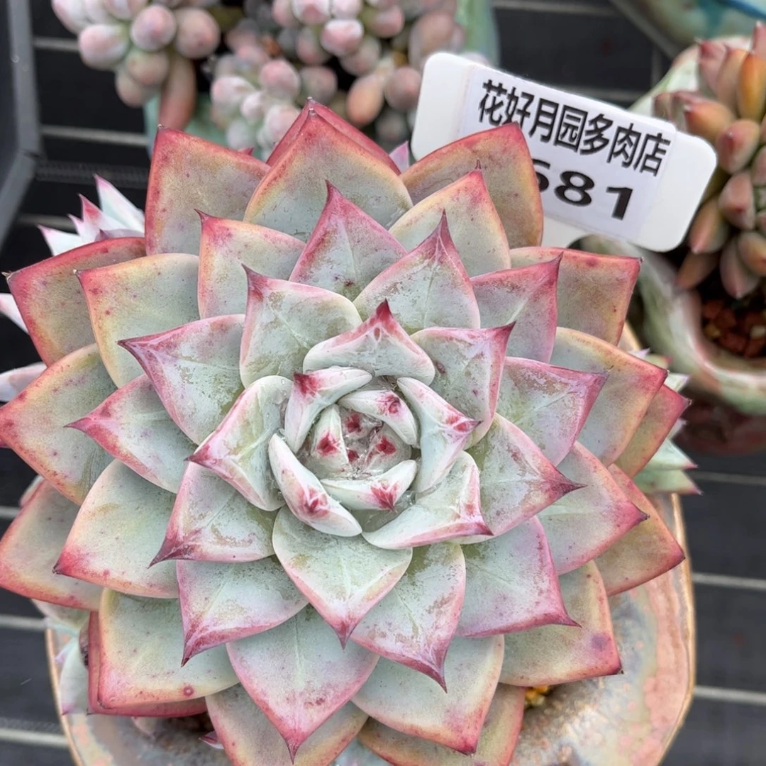 鑫****多肉植物3681不带盆