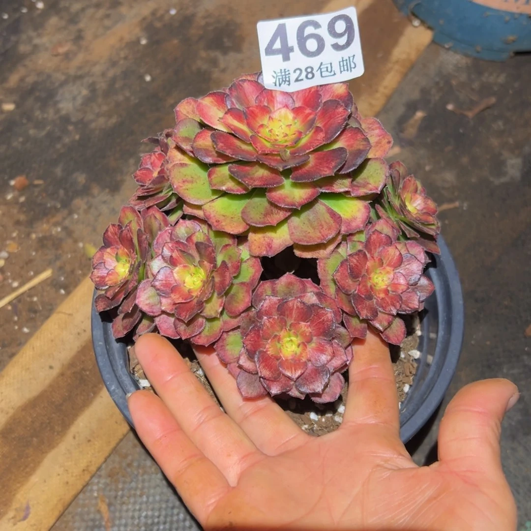 多肉植物469脱土的