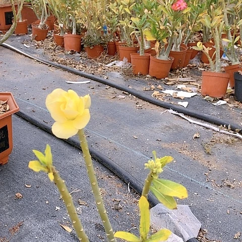 【闪购商品】永***强绿植