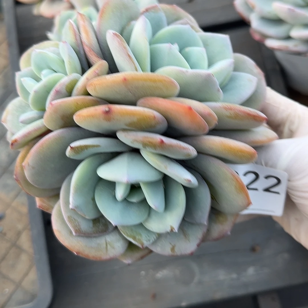 依***然#922   多肉 售后范围：签收起7天内