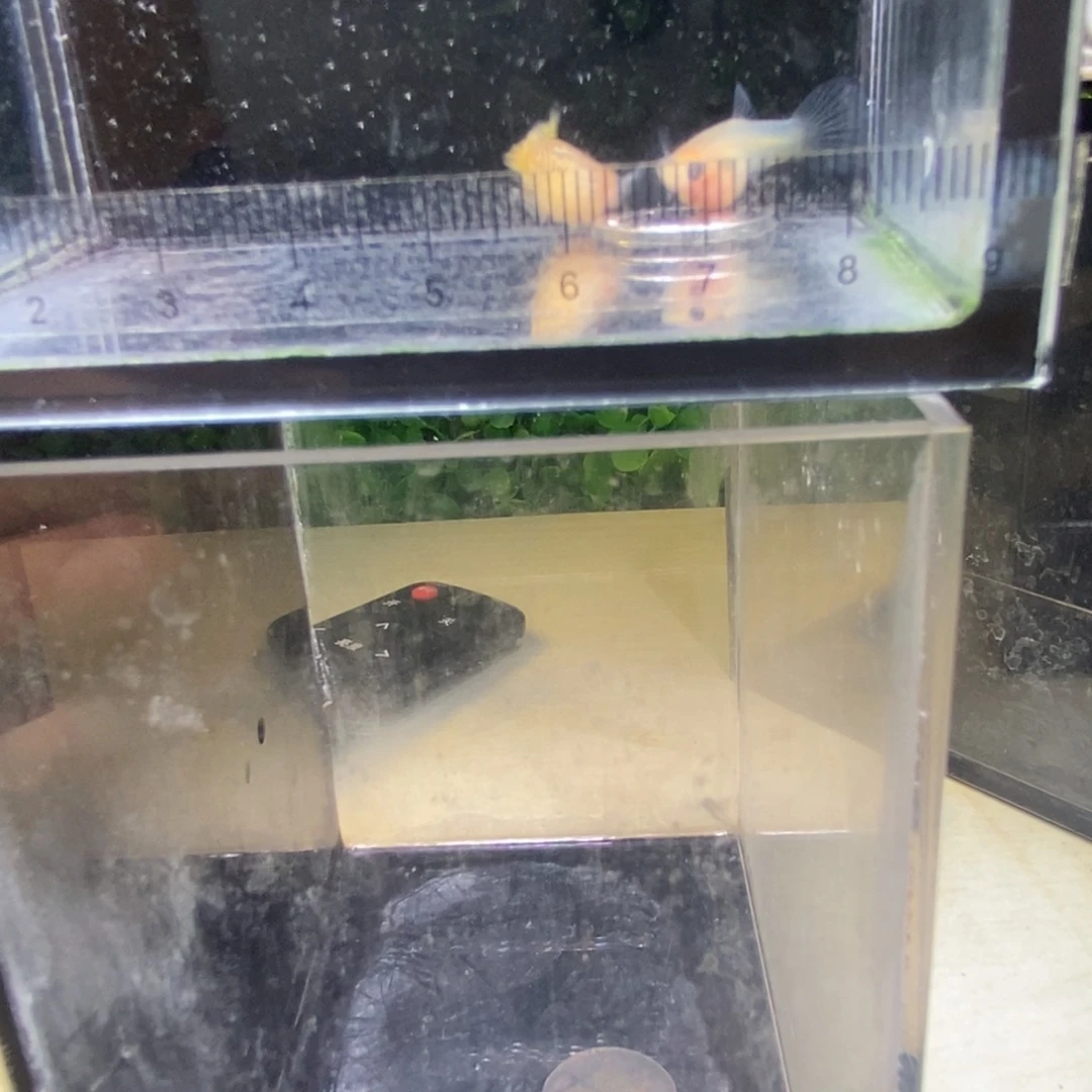 孔雀鱼蕾丝玻璃猫一对