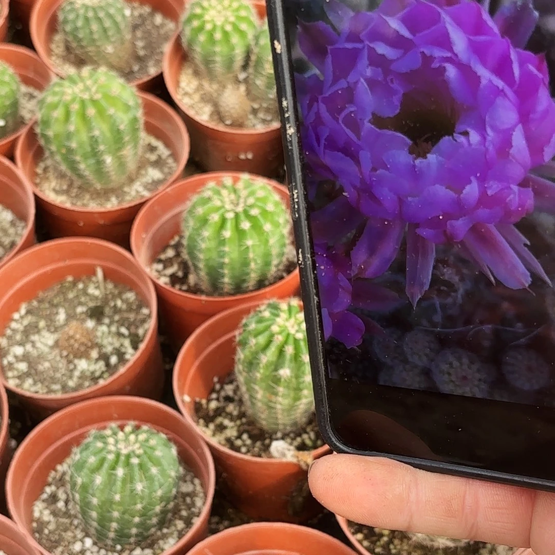 带根风雅仙人球小小小