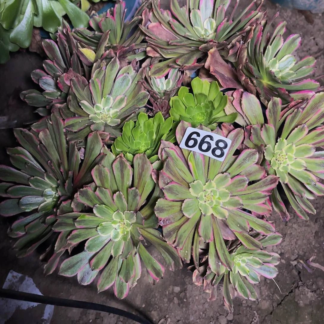 粉袋法师13–27包邮法师