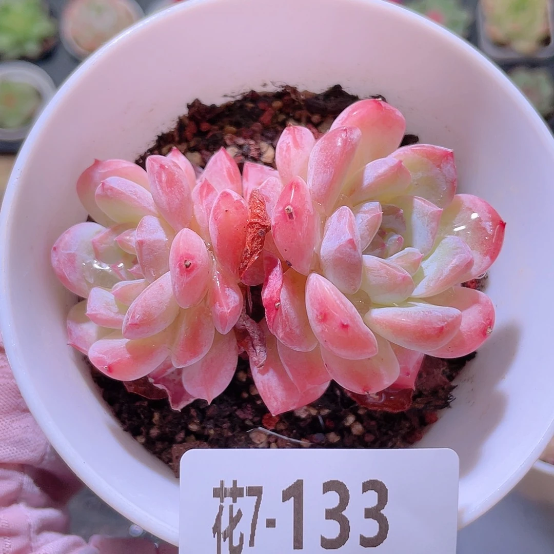 花利美 7-133红胖子