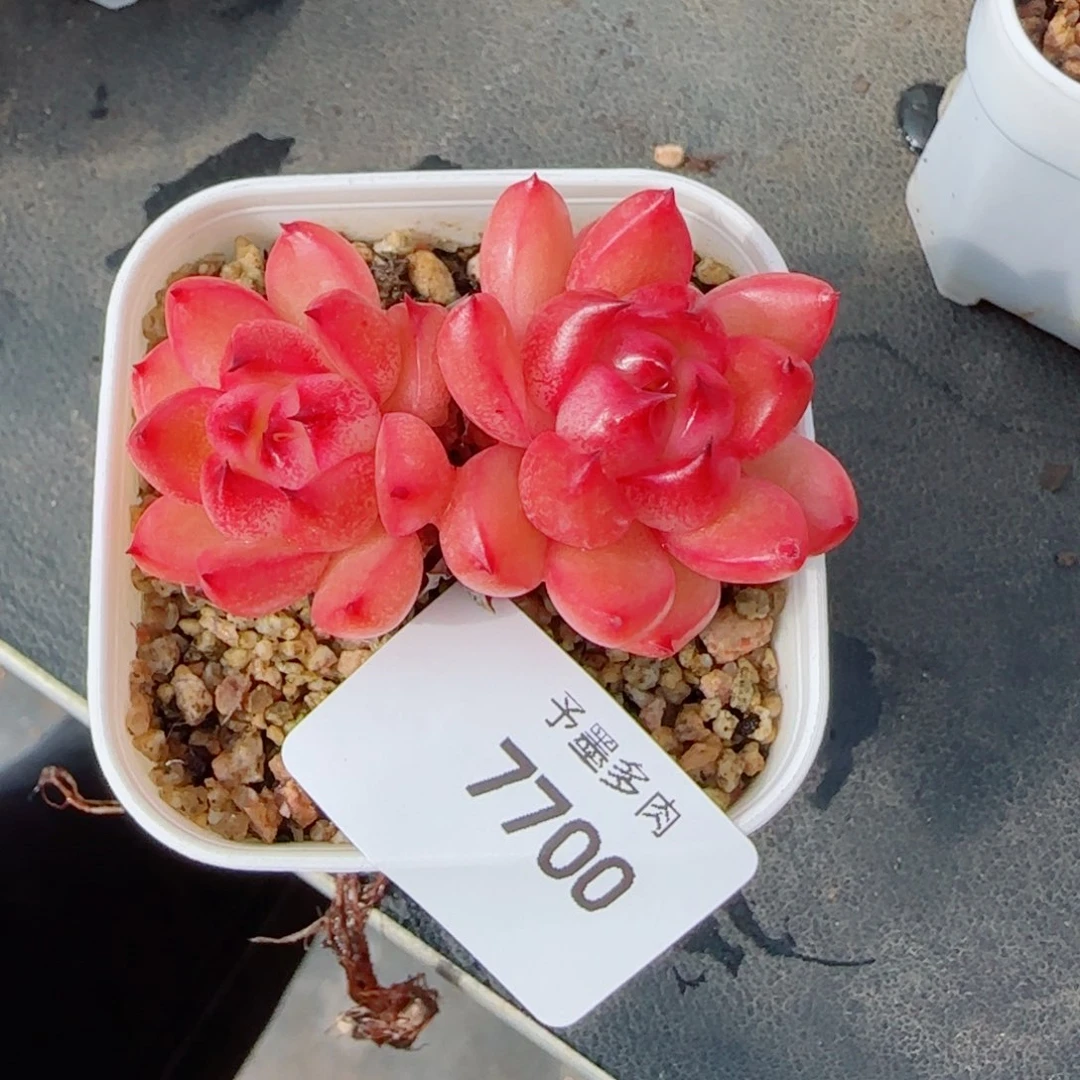 空灵珍妮，7700多肉植物
