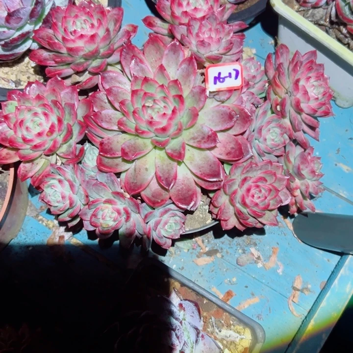 *****精品多肉植物老桩