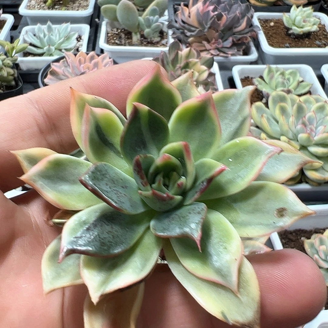 桃花锦无根  一单包邮非偏远