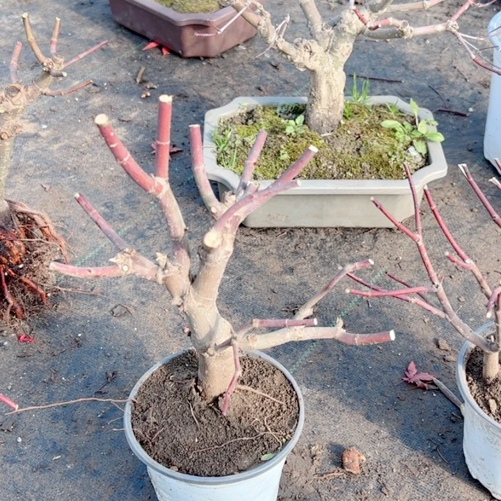 财***多无花朵枫树……枫树