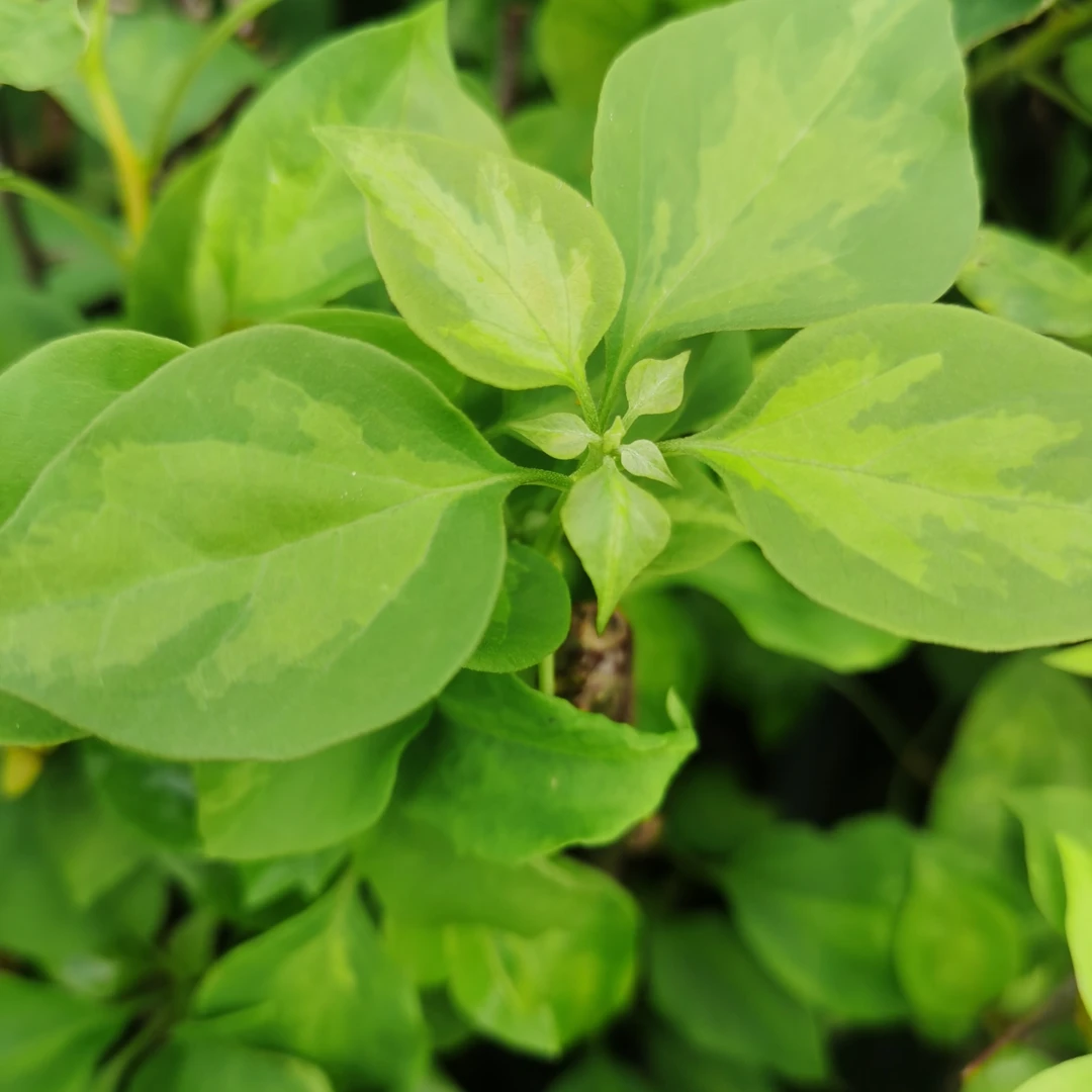 原生草莓野菜黄袋苗九层塔植物清新空气新鲜舍利子拉拉秧老桩绿植