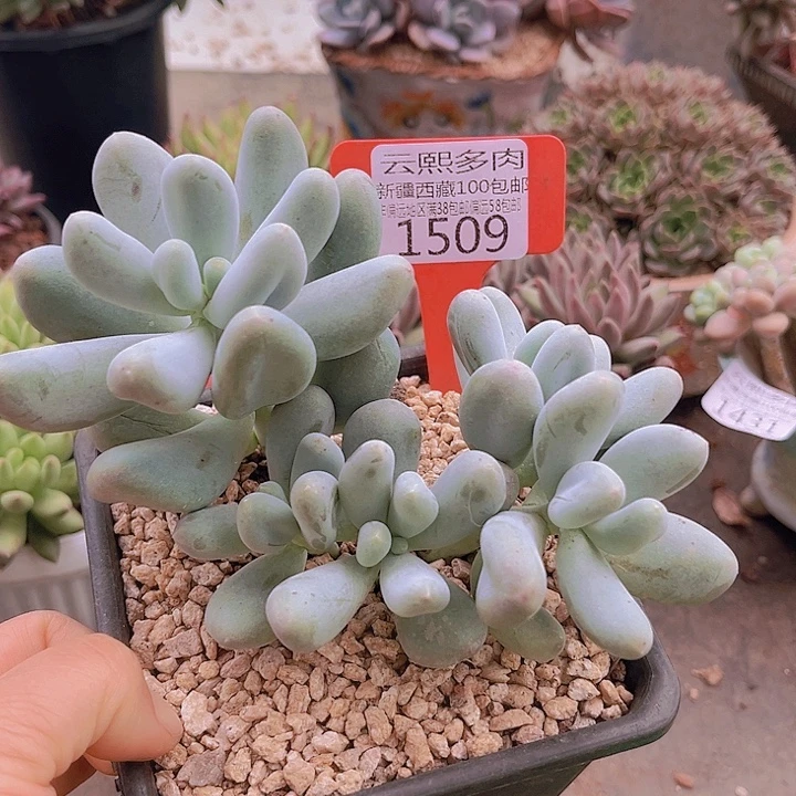 1509米可奶。
