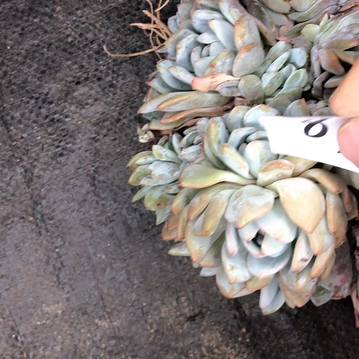 暄83/////////////////