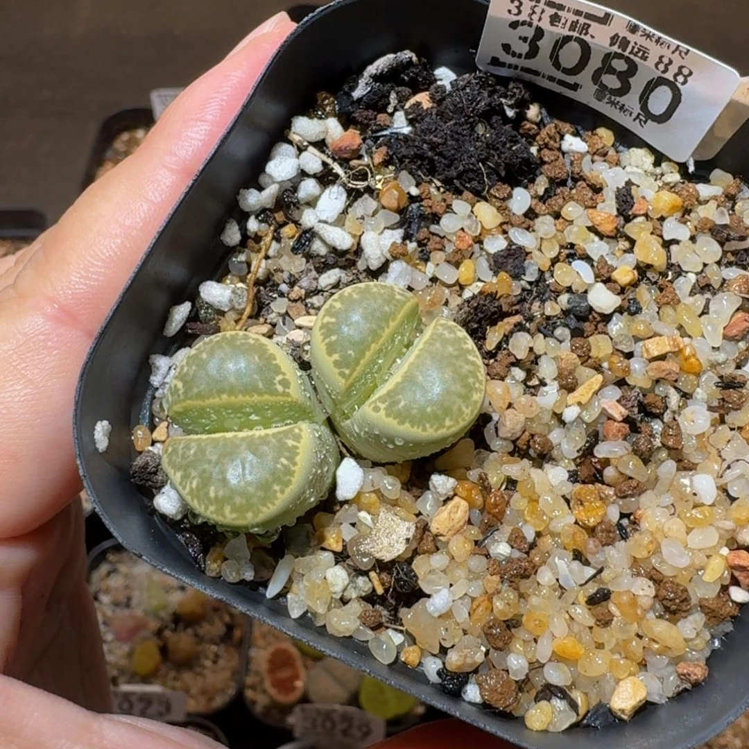 板娘发福利啦3080