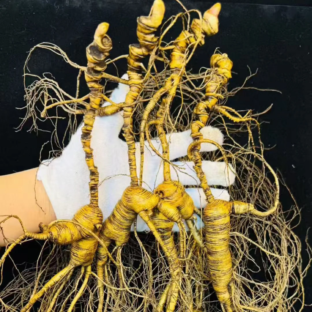 直播间改价专用链接，实物以直播间截图为准，林下鲜参，籽货