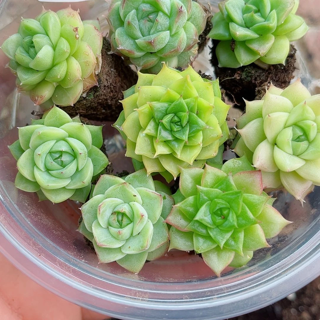 1-929 新疆西藏内蒙不发12.8包邮2-3公分多肉