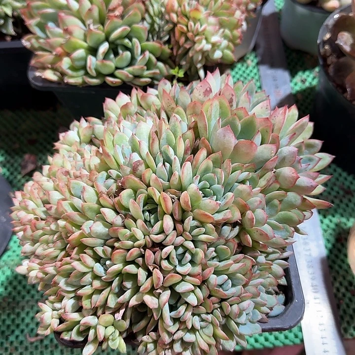 荷兰缀化多肉植物的生长