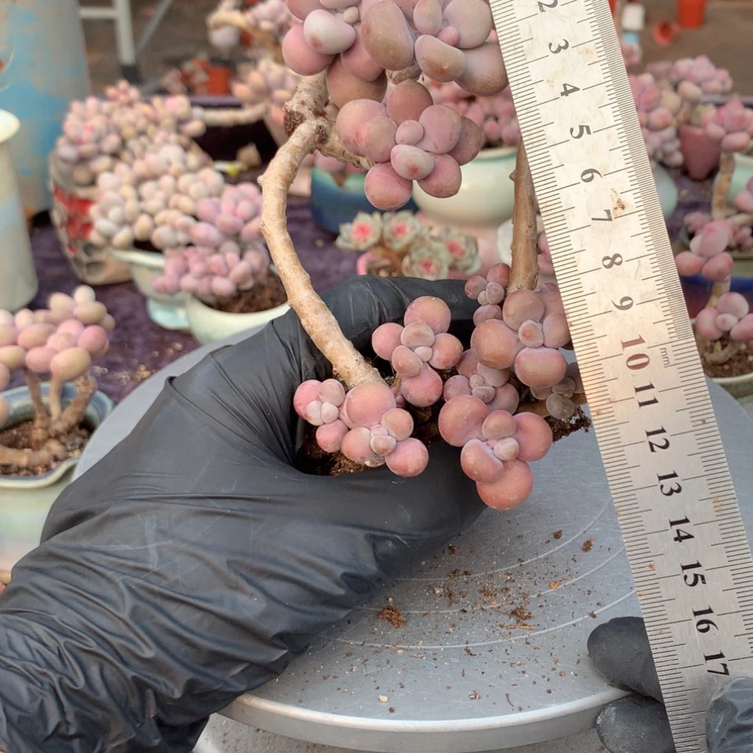 2颗桃蛋不带盆偏远的不包邮的