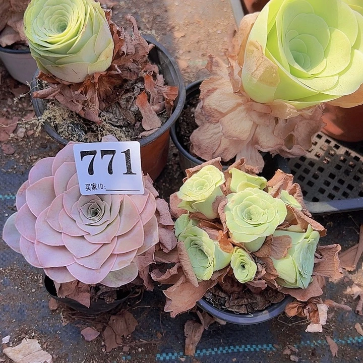 小***贞771一物一拍4颗玫瑰