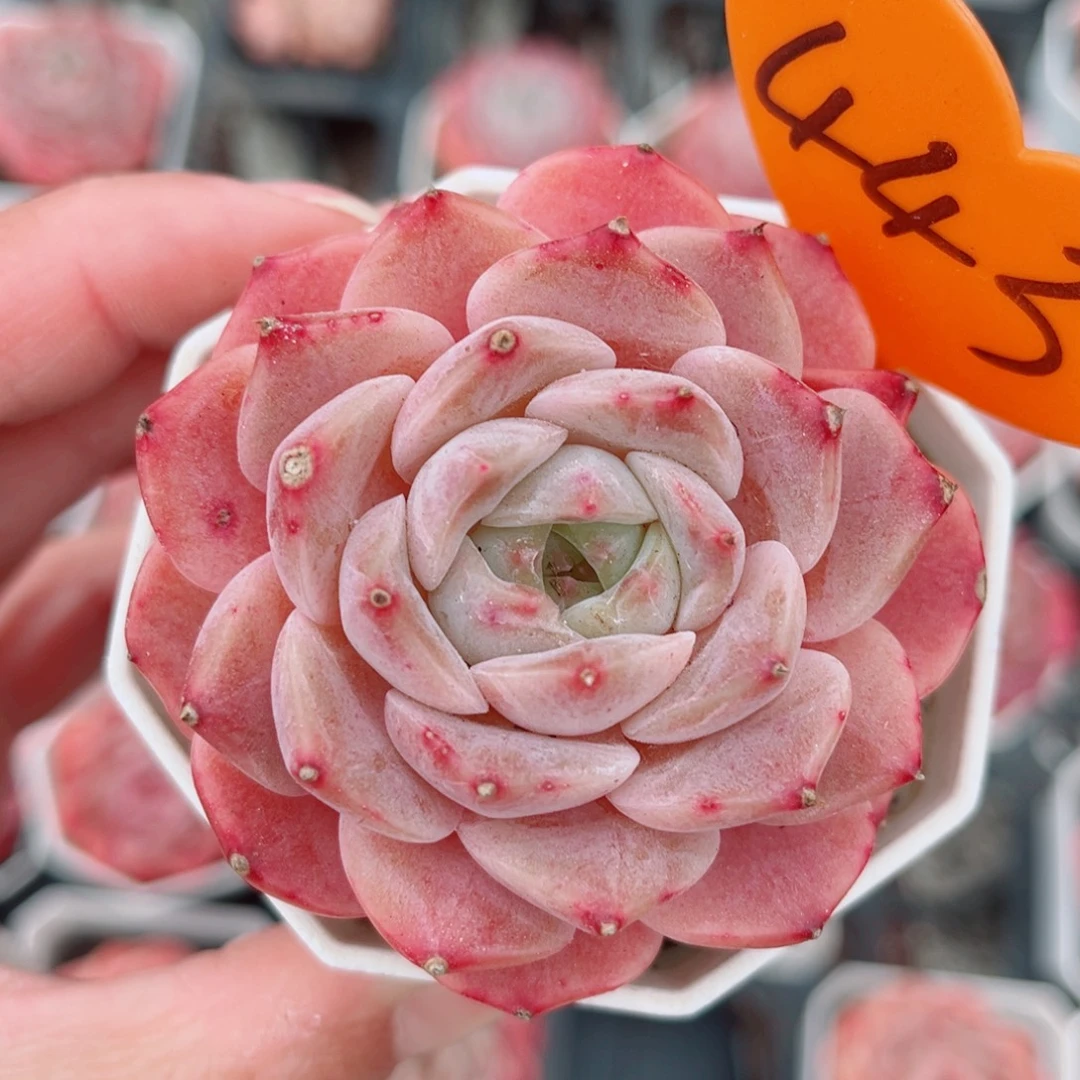 443号小老桩糖心单头